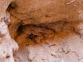 Closeup of Namaqua Dwarf Adder in Sesriem Canyon, Namibia Royalty Free Stock Photo
