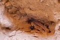Closeup of Namaqua Dwarf Adder in Sesriem Canyon, Namibia Royalty Free Stock Photo