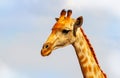 Closeup namibian giraffe on blue sky background
