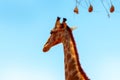 Closeup namibian giraffe on blue sky background