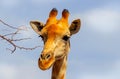 Closeup namibian giraffe on blue sky background