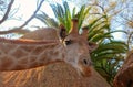 Closeup namibian giraffe. The tallest living terrestrial animal and the largest ruminant