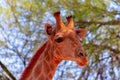 Closeup namibian giraffe. The tallest living terrestrial animal and the largest ruminant