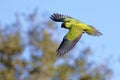 Nanday Conure In Flight Over A Blue Sky Royalty Free Stock Photo