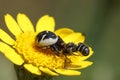 Closeup on a Napolean spider, Synema globosum predating on a Heriades crenulata solitary resin bee Royalty Free Stock Photo