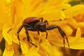 Closeup on the Napoleon spider, Synaema globosum, sitting