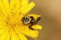 Closeup on the Napoleon spider, Synaema globosum, sitting in a yellow flower eating a msall black solitary bee