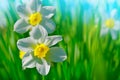 Closeup of narcissus flowers on flowerbed against blue sky background Royalty Free Stock Photo