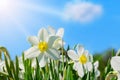 Closeup of narcissus flowers on flowerbed against blue sky background Royalty Free Stock Photo