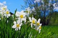 Closeup of narcissus flowers on flowerbed with blue sky background Royalty Free Stock Photo