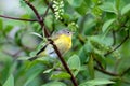 Closeup of Nashville Warbler, Ontario Royalty Free Stock Photo