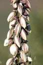 Closeup of native Banana Yucca buds and emergent flowers in northern New Mexico