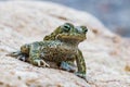 Closeup of Natterjack Toad Royalty Free Stock Photo