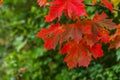 Closeup natural autumn fall view of red orange maple leaf glow in sun on blurred green background in garden or park Royalty Free Stock Photo