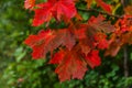 Closeup natural autumn fall view of red orange maple leaf glow in sun on blurred green background in garden or park. Inspirational Royalty Free Stock Photo