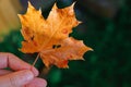 Closeup natural autumn fall view woman hands holding red orange maple leaf on dark park background. Inspirational nature Royalty Free Stock Photo