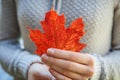 Closeup natural autumn fall view woman hands holding red orange maple leaf on park background. Inspirational nature october or Royalty Free Stock Photo