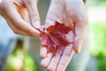 Closeup natural autumn fall view woman hands holding red orange maple leaf on park background. Inspirational nature october or Royalty Free Stock Photo