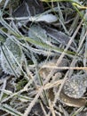 Closeup natural background from grass and leaves covered with hoarfrost Royalty Free Stock Photo