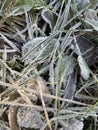 Closeup natural background from grass and leaves covered with hoarfrost Royalty Free Stock Photo