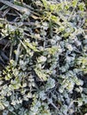 Closeup natural background from green leaves and grass covered with hoarfrost Royalty Free Stock Photo