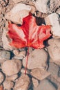 Closeup natural background with one red autumn fall maple leaf on stones rocks Royalty Free Stock Photo