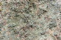 Closeup of natural background texture green gray brown lichen pattern on a rock in the mountains. Royalty Free Stock Photo