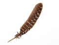 Brown stripped bird feather on white background Royalty Free Stock Photo