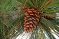 Closeup a Natural Conifer Cone on Its Tree Royalty Free Stock Photo