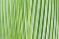 Closeup natural green palm leaf texture background Royalty Free Stock Photo