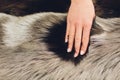 Closeup of natural silver fox fur. Nice background.