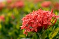 Red ixora spike flower in the garden. The name in Thai is Kheme. Thai people believe this is a fate flower.