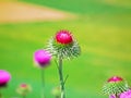 Carduus seminudus flower wild in nature , green background Royalty Free Stock Photo