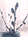Closeup of natural wild simple tree twigs as cute shabby chic feminine spring decoration in rustic jar