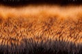 Closeup natural wool texture seamless pattern abstract background. Animal fluffy fur fragment for tile flooring, fashion