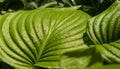 Closeup natural young green leaf on blurred greenery background in garden. Hosta leaf close-up. Hosta - an ornamental plant for Royalty Free Stock Photo