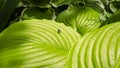 Closeup natural young green leaf with green fly on blurred greenery background in garden. Hosta leaf close-up.Fresh green hosta Royalty Free Stock Photo