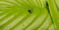 Closeup natural young green leaf with green fly on blurred greenery background in garden. Hosta leaf close-up.Fresh green hosta Royalty Free Stock Photo