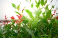 Closeup of naturally spider`s cobweb