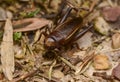 Closeup nature cricket