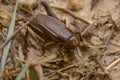 Closeup nature cricket