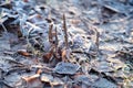 Closeup nature detail of small frosted icy plants and dry, dead frozen leaves with rime covering the ground with crisp Royalty Free Stock Photo