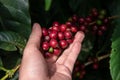 Closeup nature fresh coffee berry in Coffee garden