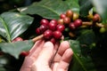 Closeup nature fresh coffee berry in Coffee garden Royalty Free Stock Photo