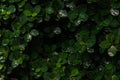 Closeup nature of fresh green leaves after raining, nature background Royalty Free Stock Photo
