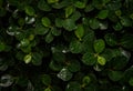 Closeup nature of fresh green leaves after raining, nature background Royalty Free Stock Photo