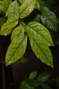 Closeup nature of fresh green leaves after raining, nature background Royalty Free Stock Photo