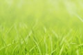 Closeup nature of green grass in garden under sunlight, Natural green plant background