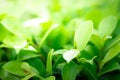 Closeup, Nature of green leaf in garden at summer under sunlight.