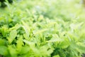 Closeup nature of green leaf in garden under sunlight, Natural green plant background